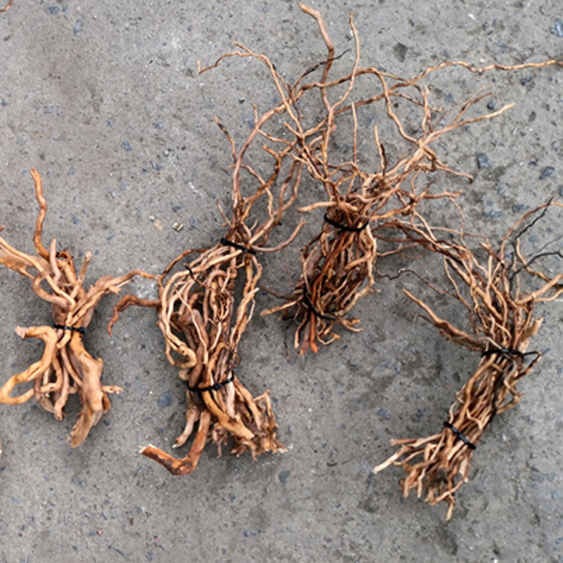Aquarium Planted Soil - Acuario Micro paisaje Natural Driftwood raíz