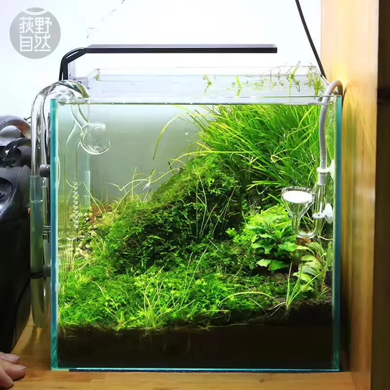 Aquarium Plant Diseases - Chihiros Serie C Planta estilo ADA