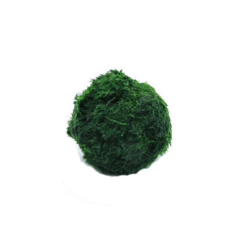 Planted Aquarium Moss - Bolas de musgo Marimo, planta de