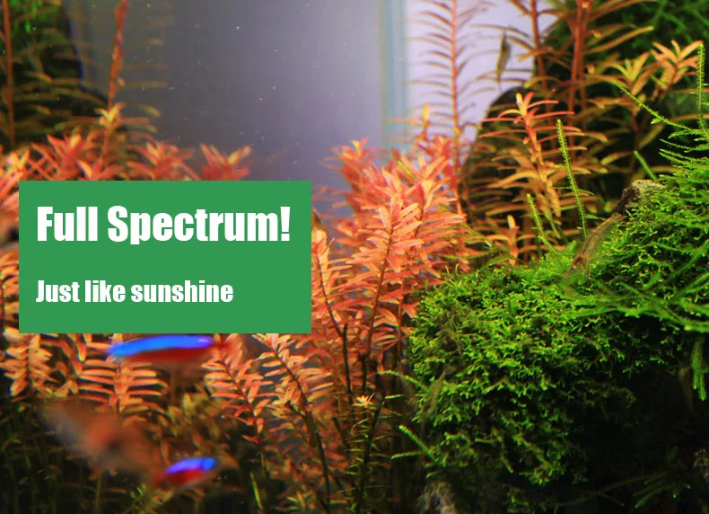 Chihiros Serie C Planta estilo - Aquarium Plant Diseases reseña y precio