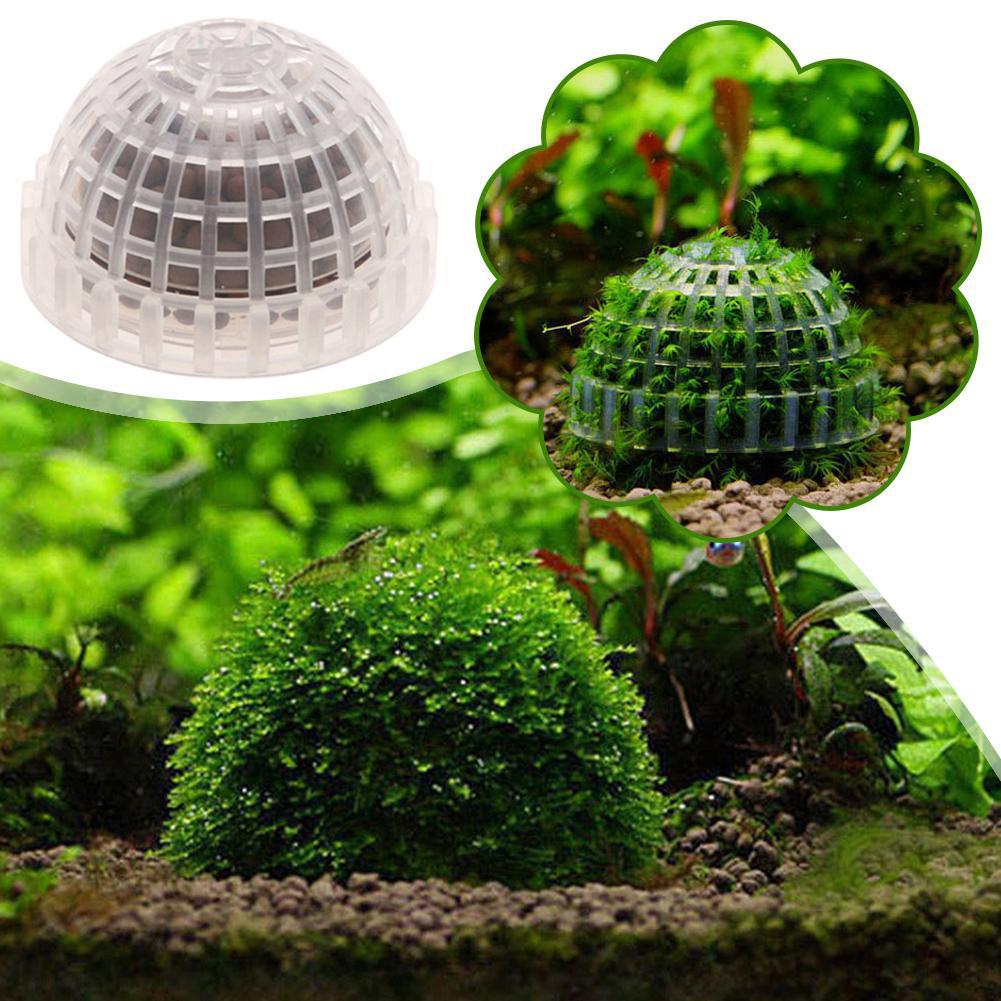 1/2/3/4/5 Unidades de Plantas  - Planted Aquarium Moss reseña y precio
