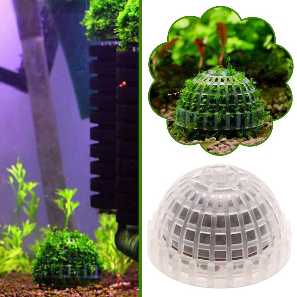 1/2/3/4/5 Unidades de Plantas  - Planted Aquarium Moss reseña y precio