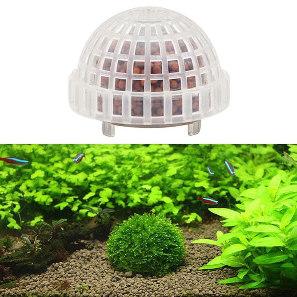 1/2/3/4/5 Unidades de Plantas  - Planted Aquarium Moss reseña y precio