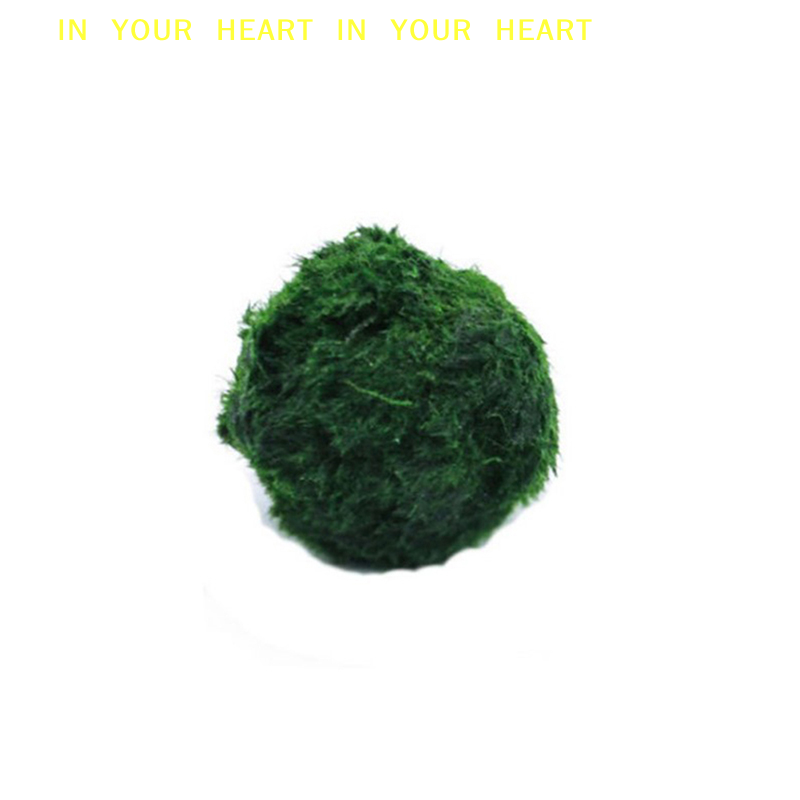 【X】Bolas de Musgo Marimo de 3- - Planted Aquarium Moss reseña y precio