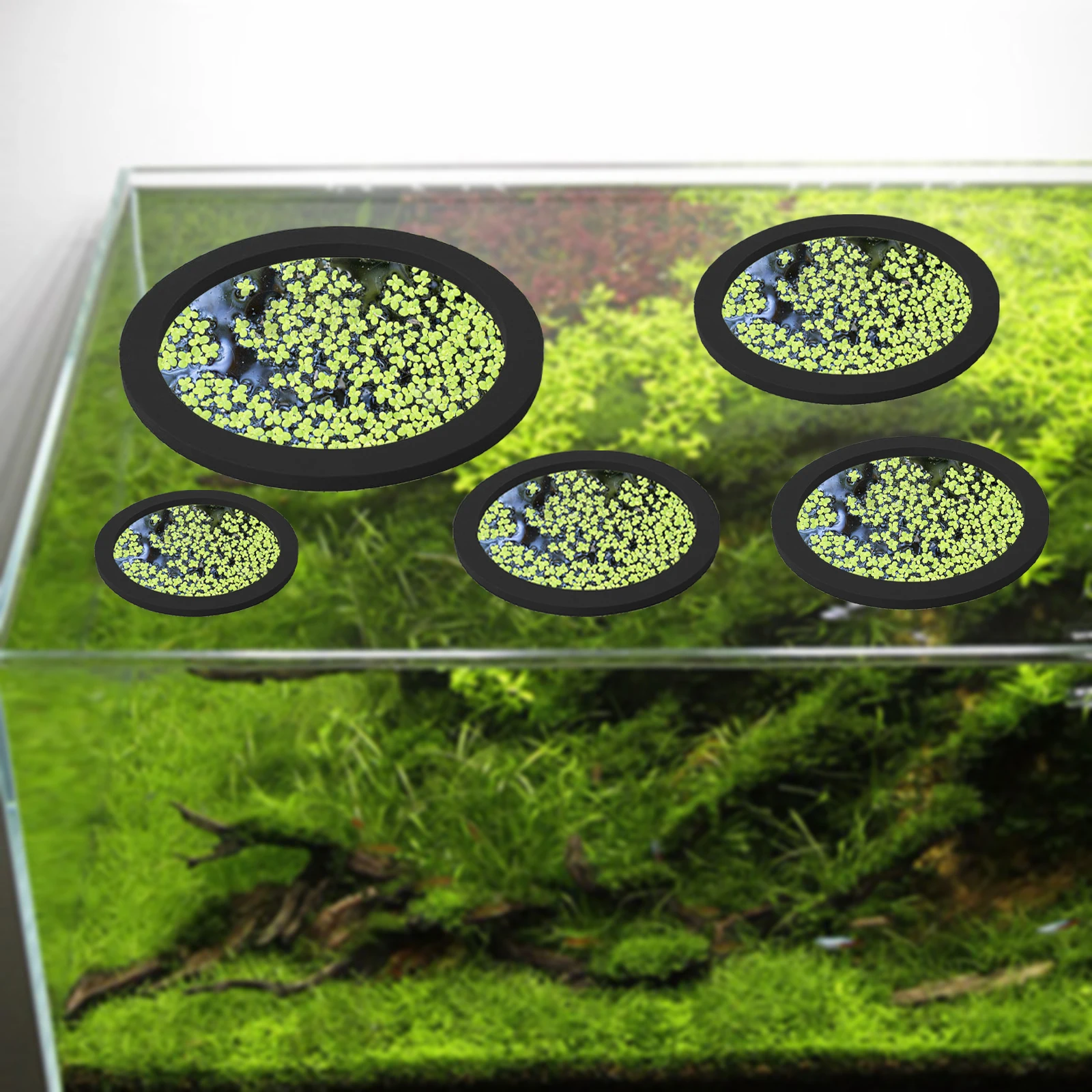 5 uds EVA anillo de alimentaci - Planted Aquarium Equipment reseña y precio