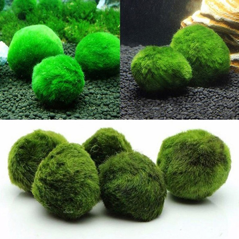 Bolas de musgo Marimo, planta  - Planted Aquarium Moss reseña y precio