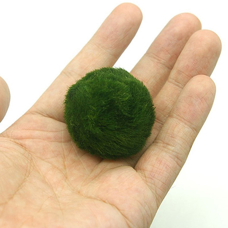 Bolas de musgo Marimo, planta  - Planted Aquarium Moss reseña y precio