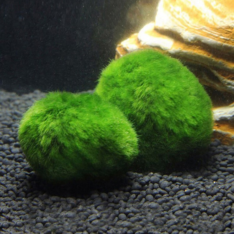 Bolas de musgo Marimo, planta  - Planted Aquarium Moss reseña y precio