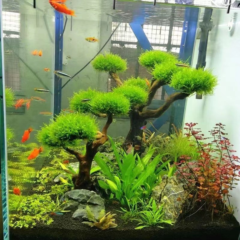 Marco de madera verde para pec - Planted Aquarium Moss reseña y precio