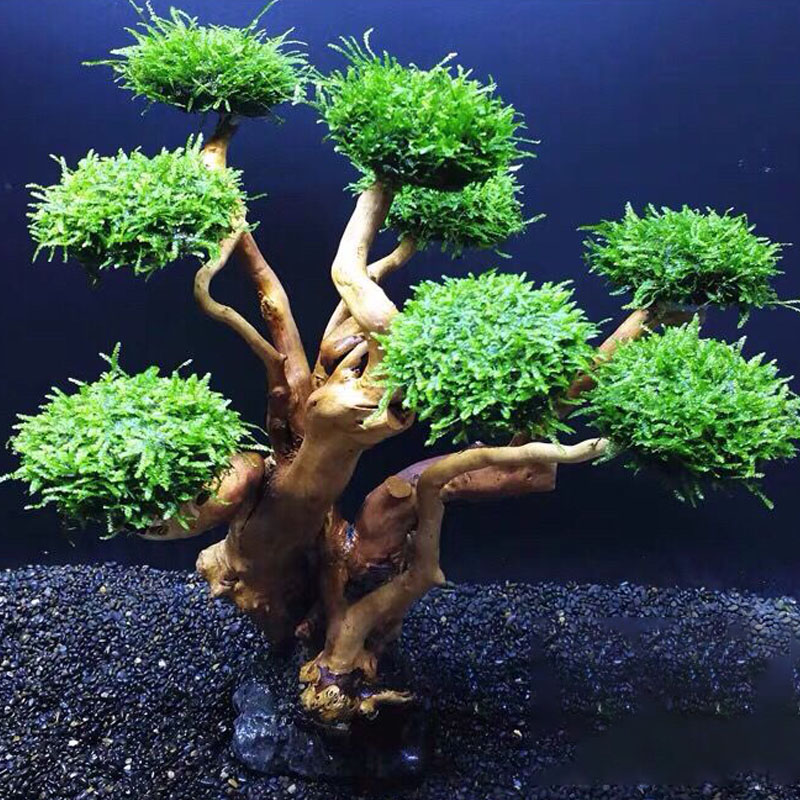 Marco de madera verde para pec - Planted Aquarium Moss reseña y precio