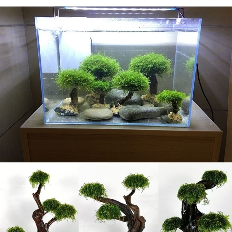Marco de madera verde para pec - Planted Aquarium Moss reseña y precio