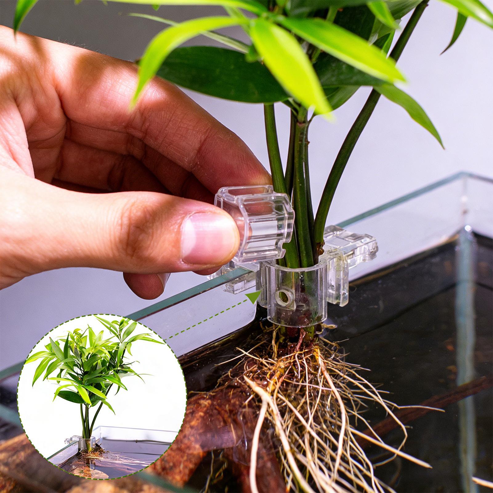 Soportes para plantas de acuar - Aquarium Plant Diseases reseña y precio