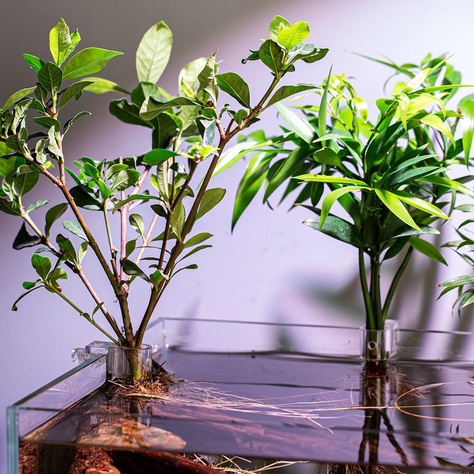 Soportes para plantas de acuar - Aquarium Plant Diseases reseña y precio