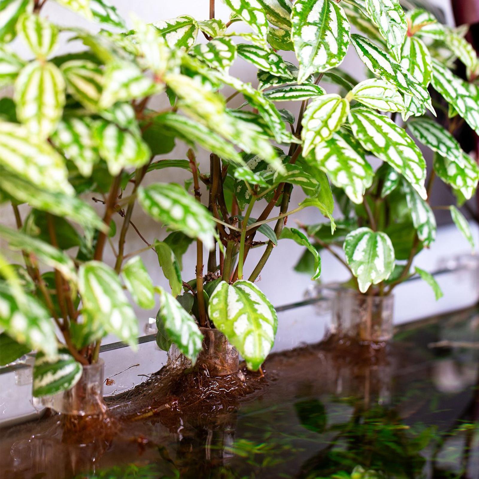 Soportes para plantas de acuar - Aquarium Plant Diseases reseña y precio