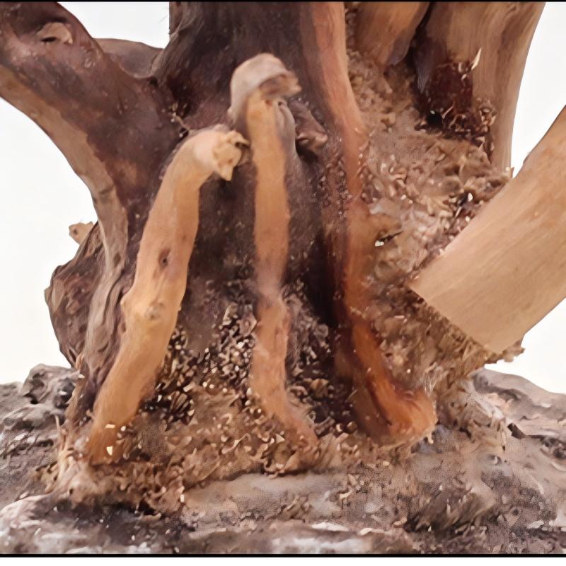 Adornos de madera para paisaji - Aquarium Plant Guide reseña y precio