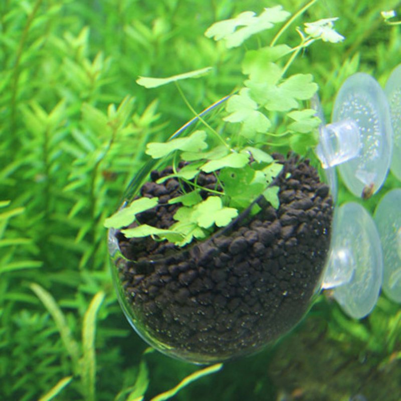 Maceta colgante para acuario,  - Planted Aquarium Moss reseña y precio