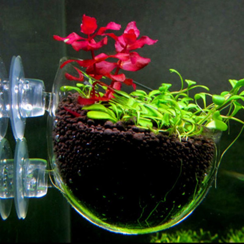Maceta colgante para acuario,  - Planted Aquarium Moss reseña y precio